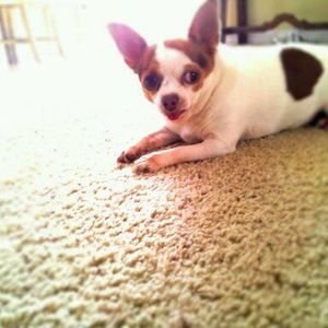 Meet your Posher, Michelle